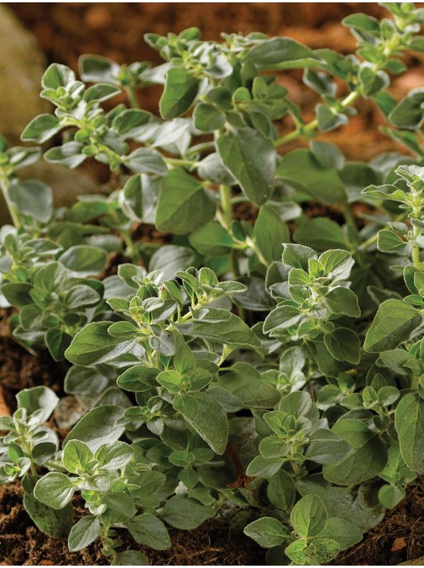 Origanum vulgare ‘Hot and Spicy’