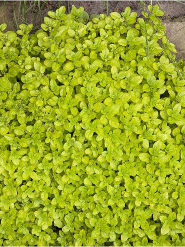 Origanum vulgare ‘Gold’