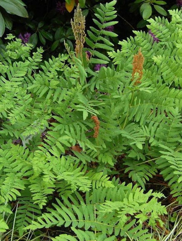 Osmunda regalis ‘Purpurascens’