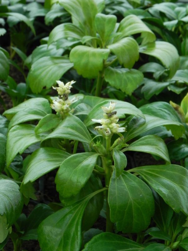 Pachysandra terminalis