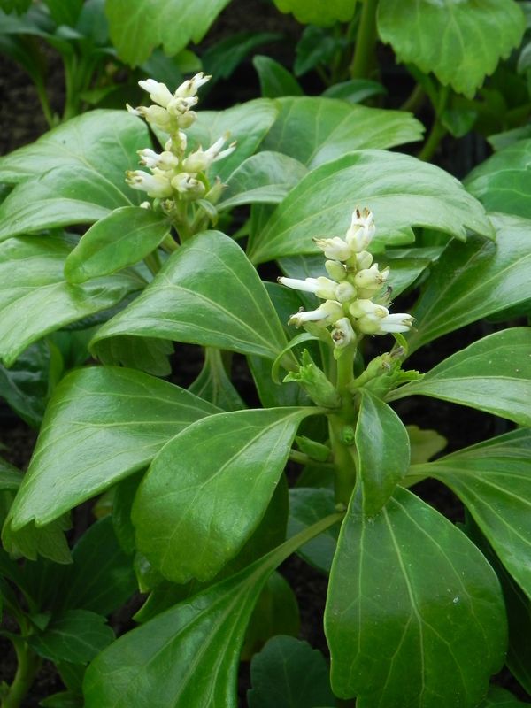 Pachysandra terminalis