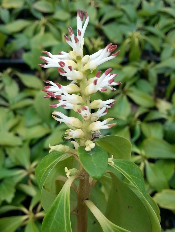 Pachysandra terminalis