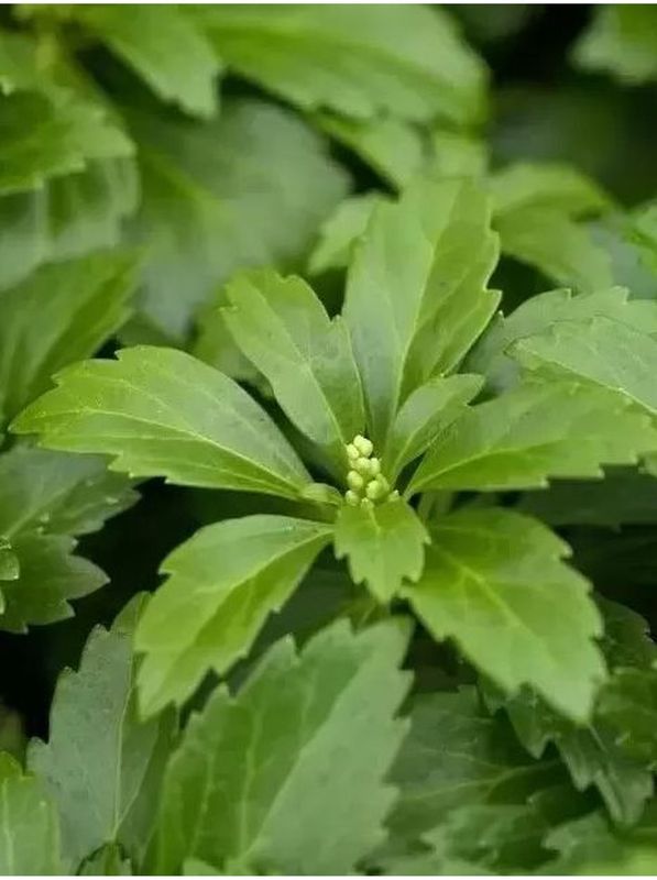 Pachysandra terminalis ‘Green Carpet’
