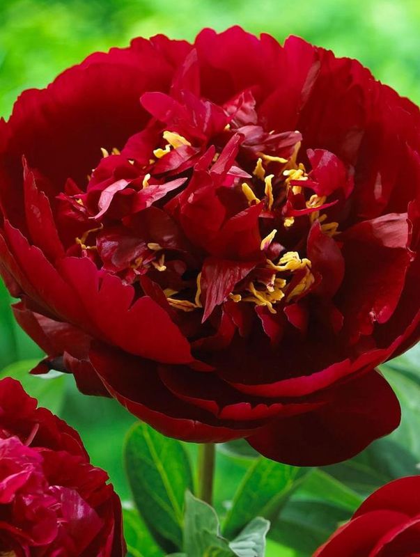 Paeonia hybrida ‘Buckeye Bell’