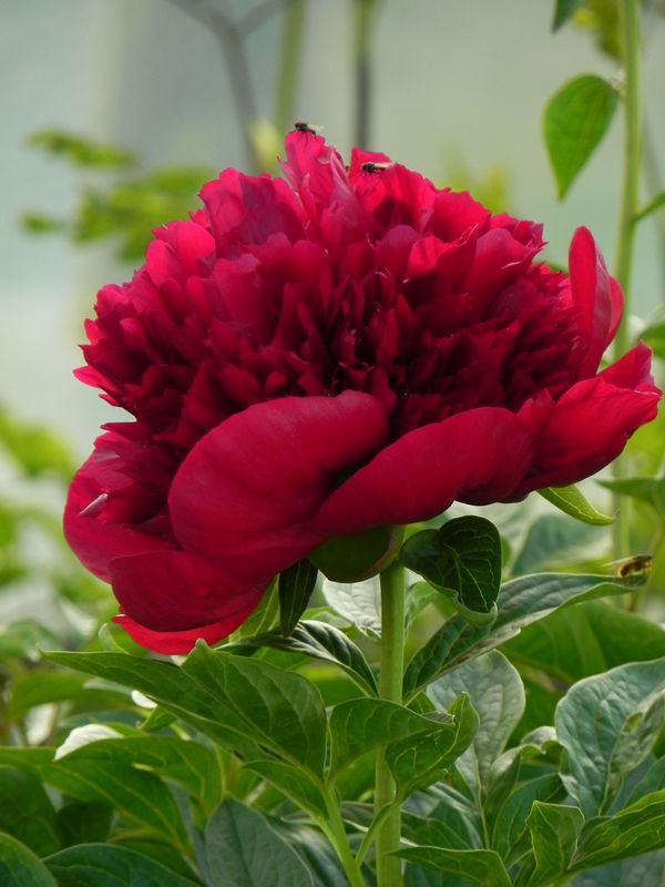 Paeonia hybrida ‘Red Charm’