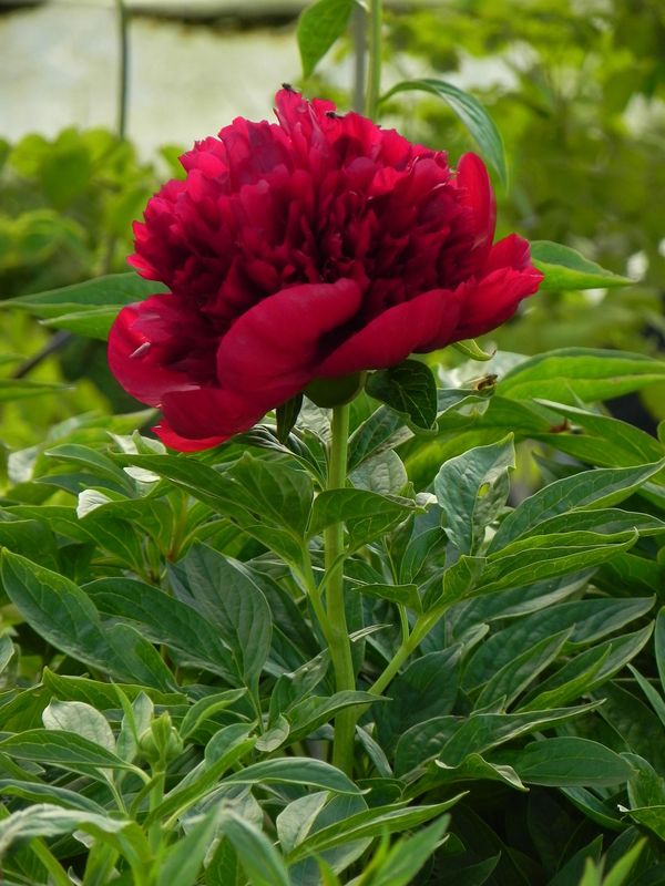Paeonia hybrida ‘Red Charm’