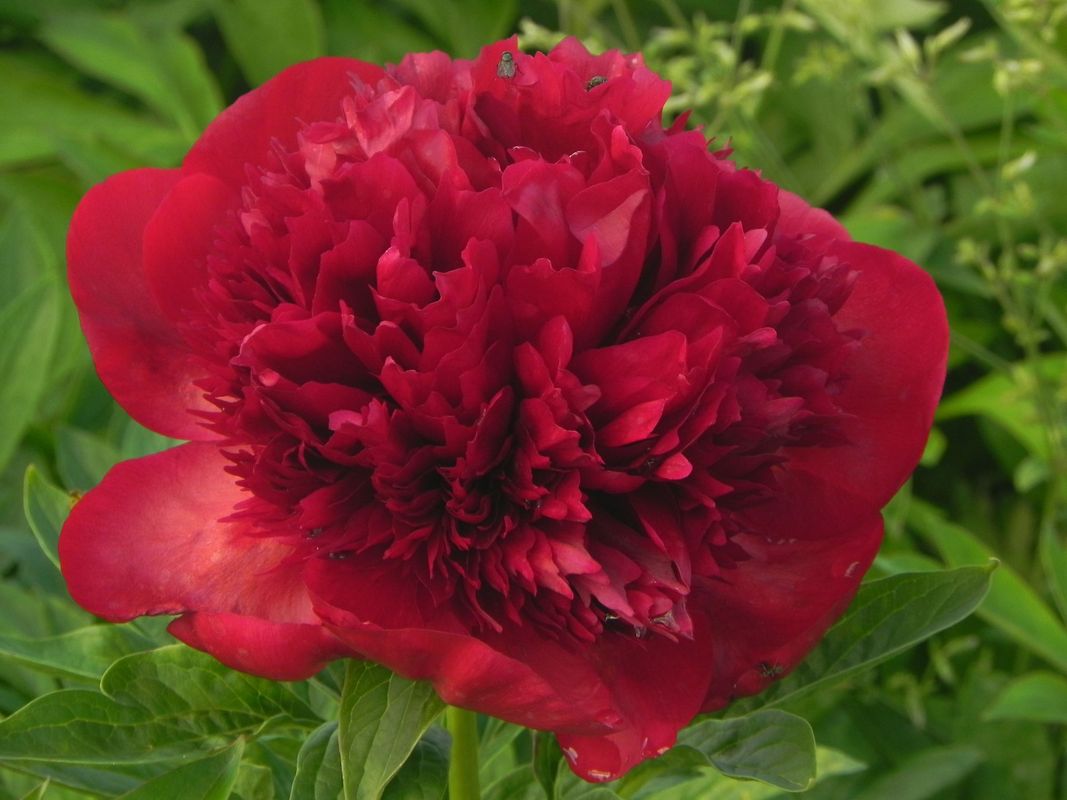 Paeonia hybrida ‘Red Charm’