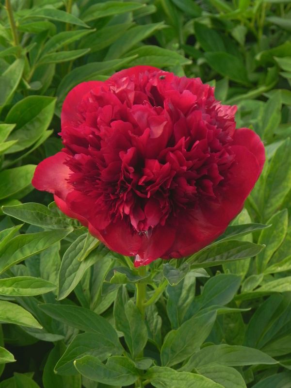 Paeonia hybrida ‘Red Charm’