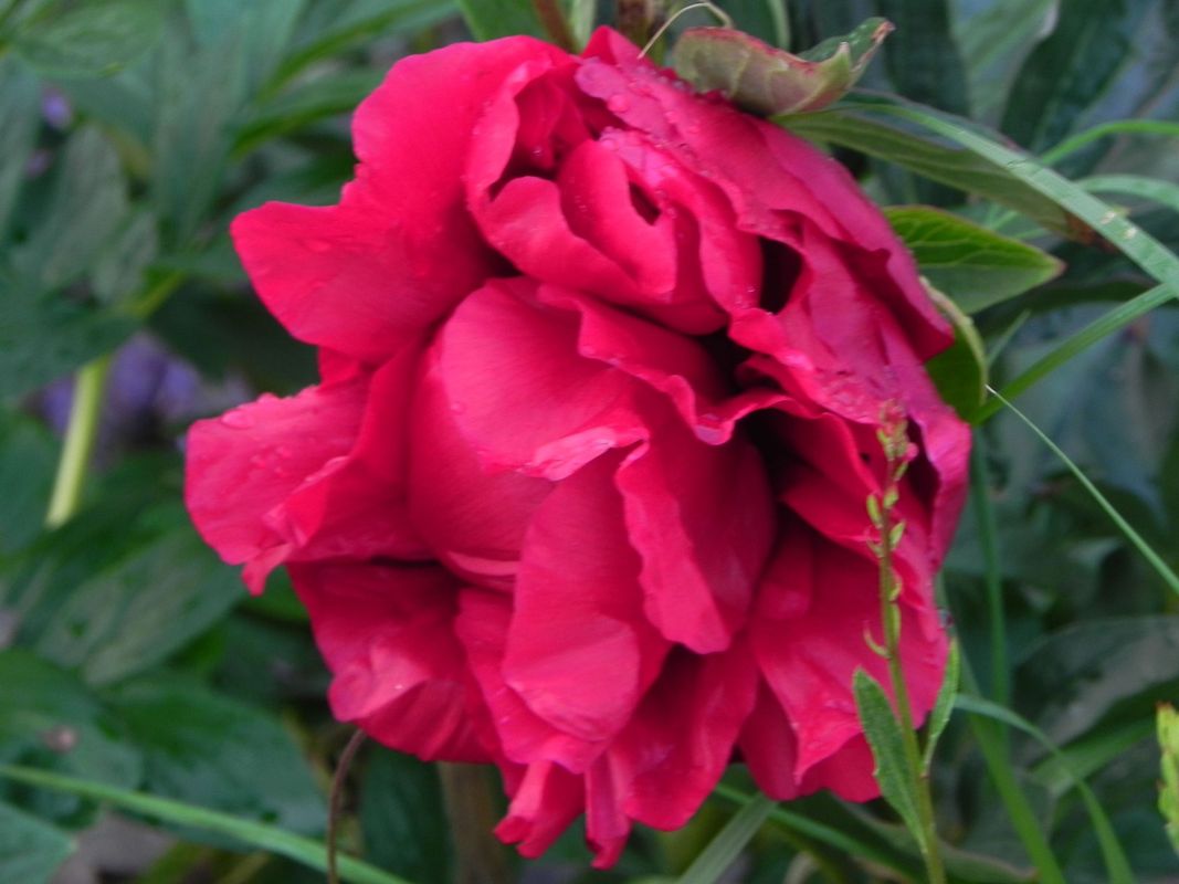 Paeonia hybrida ‘Red Charm’