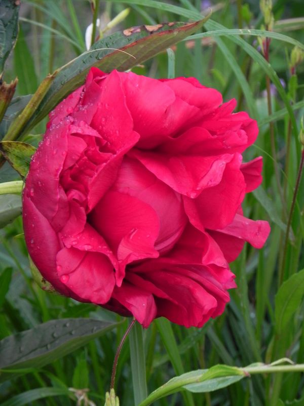 Paeonia hybrida ‘Red Charm’