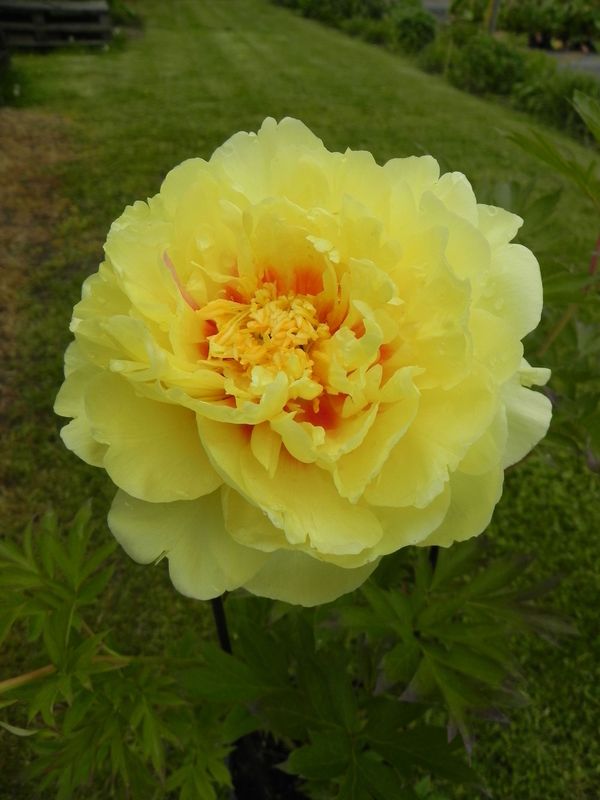 Paeonia Itoh ‘Bartzella’
