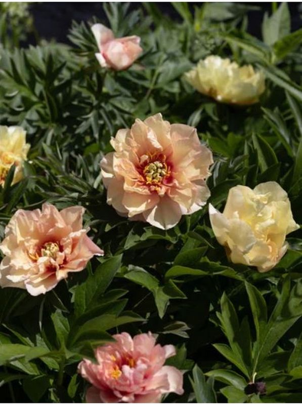 Paeonia Itoh ‘Canary Briljant’