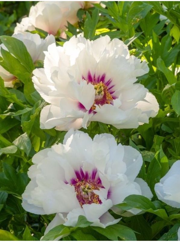 Paeonia Itoh ‘Cora Louise’