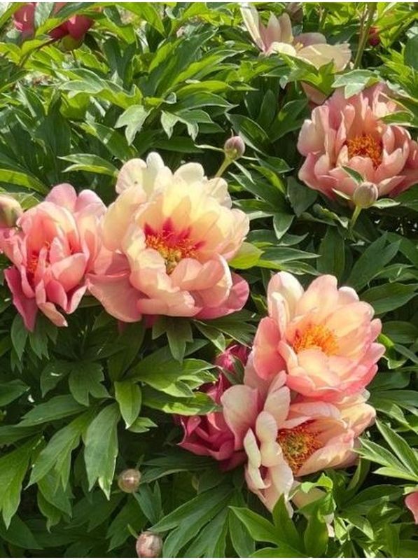 Paeonia Itoh ‘Magical Mystery Tour’