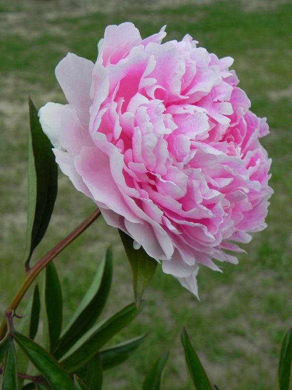 Paeonia lactiflora ‘Sarah Bernhardt’