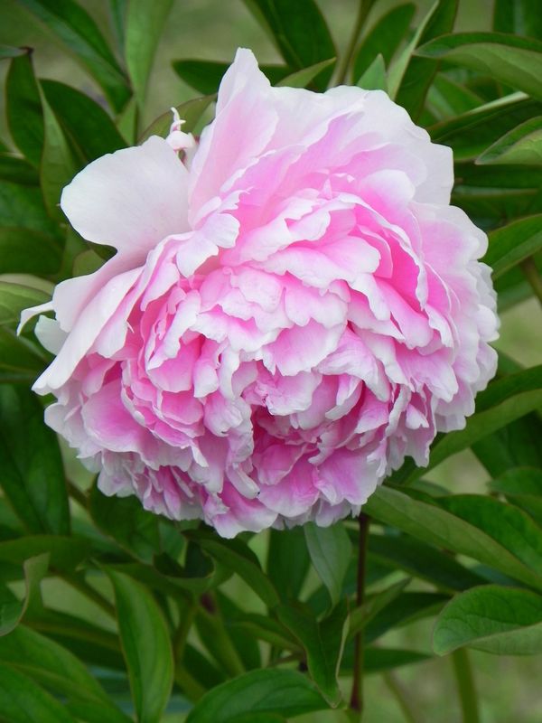Paeonia lactiflora ‘Sarah Bernhardt’