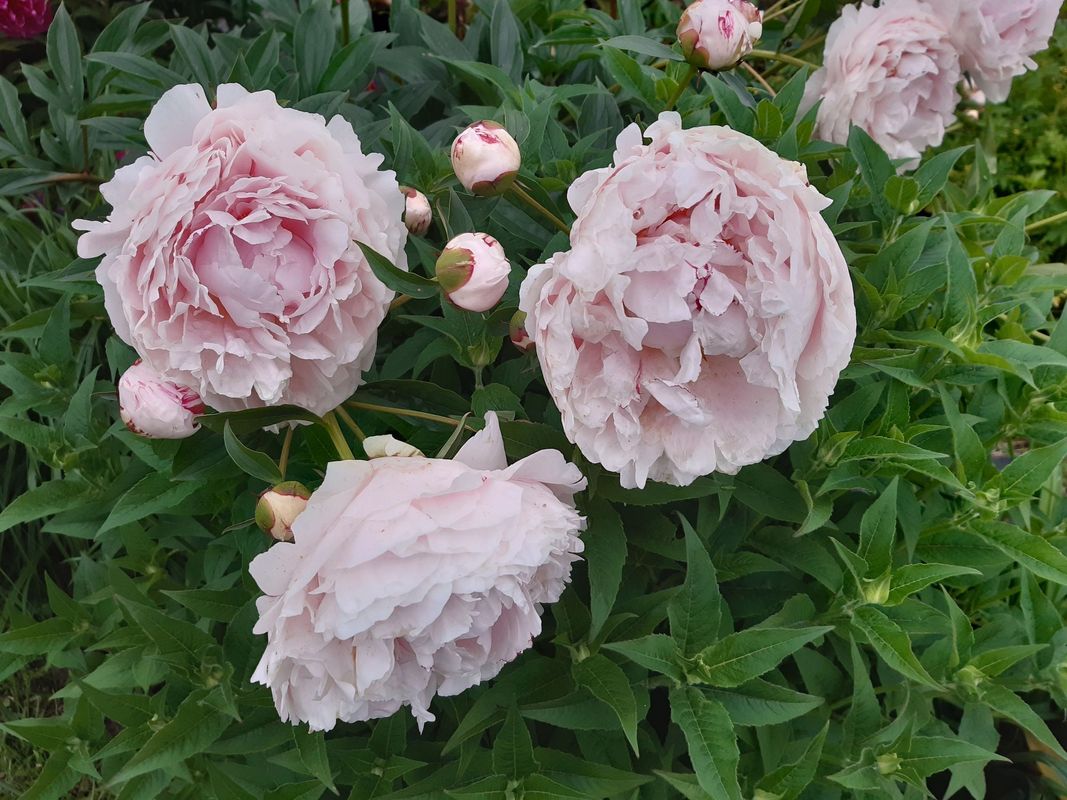 Paeonia lactiflora ‘Sarah Bernhardt’
