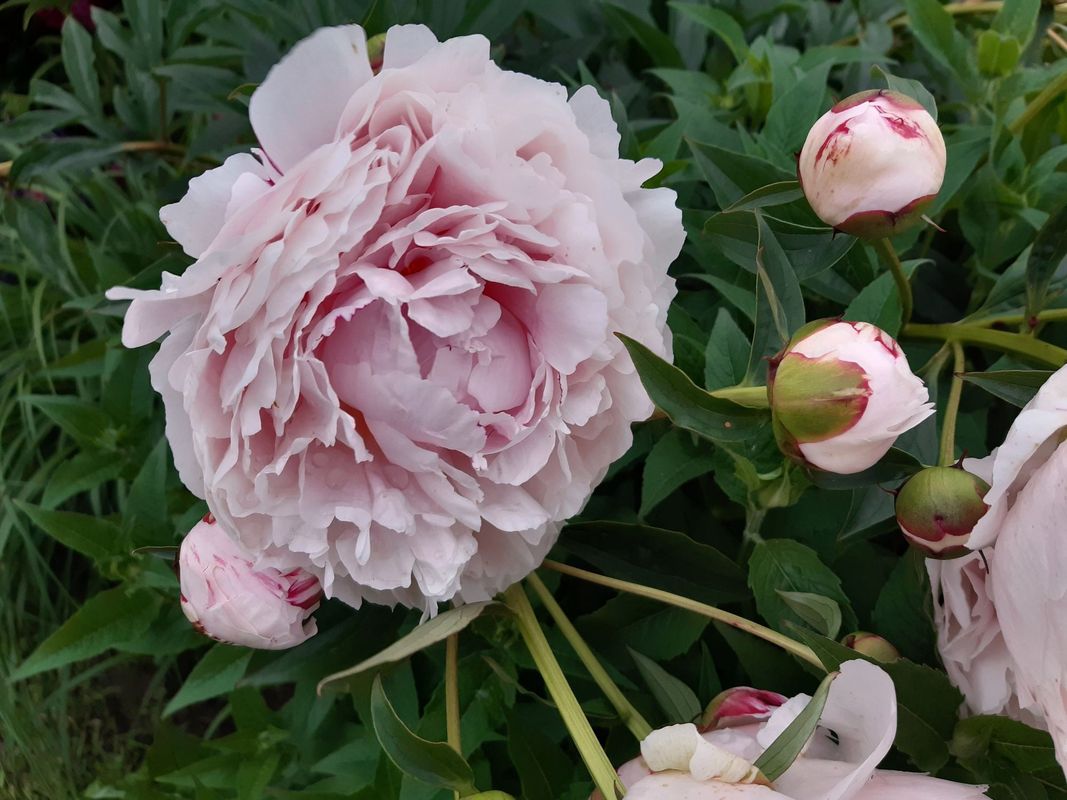 Paeonia lactiflora ‘Sarah Bernhardt’