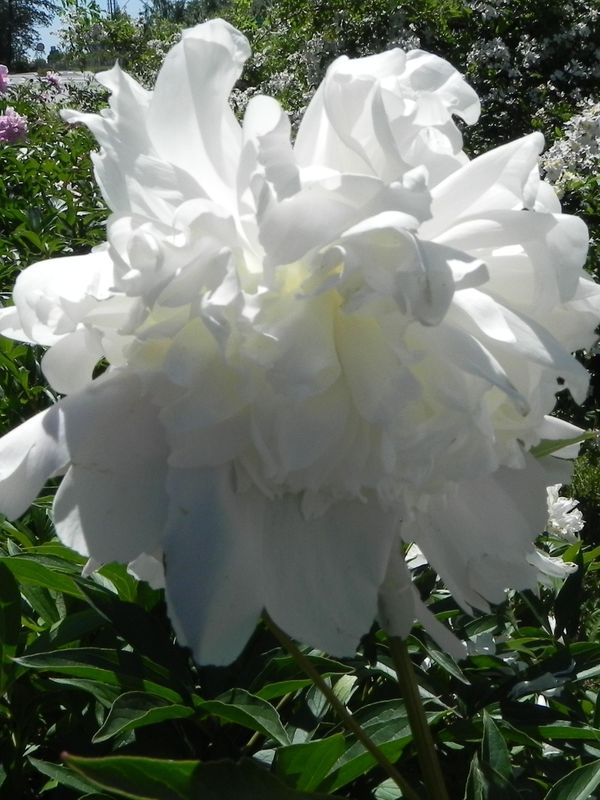 Paeonia lactiflora ‘biała’