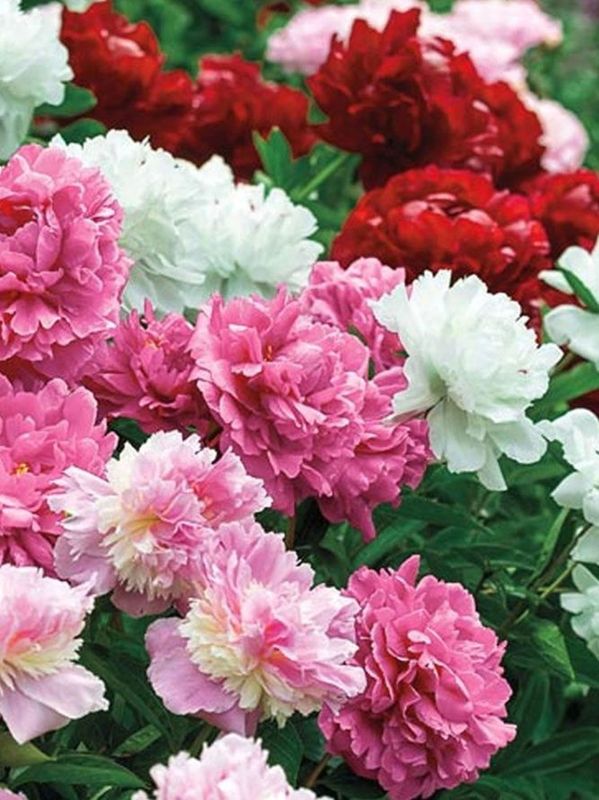 Paeonia lactiflora ‘mix’