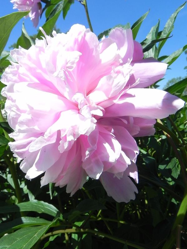 Paeonia lactiflora ‘różowa’