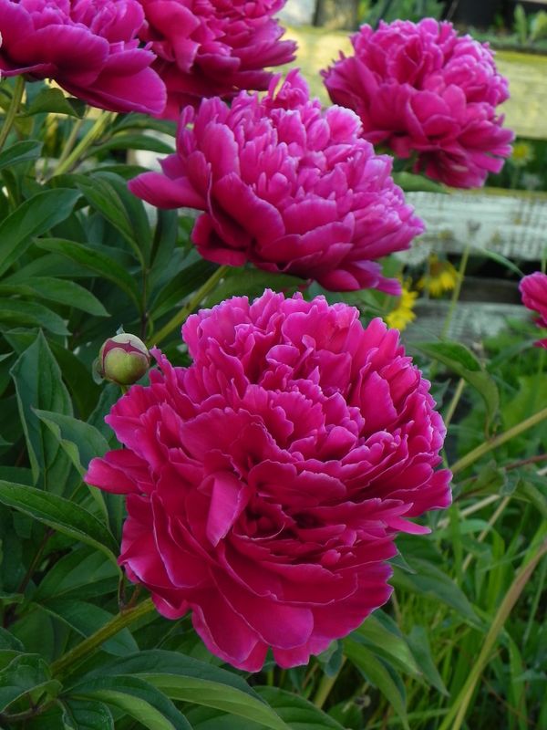 Paeonia lactiflora ‘Karl Rosenfield’