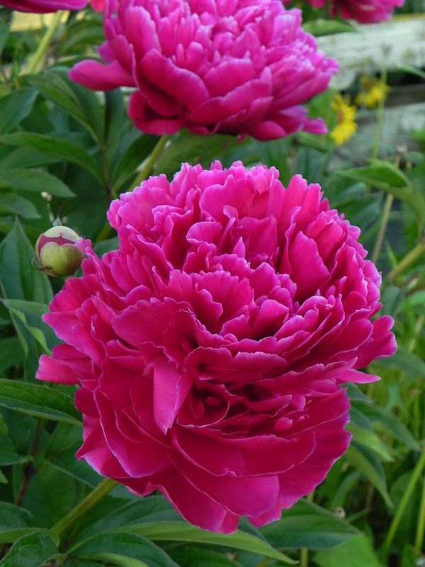 Paeonia lactiflora ‘Karl Rosenfield’