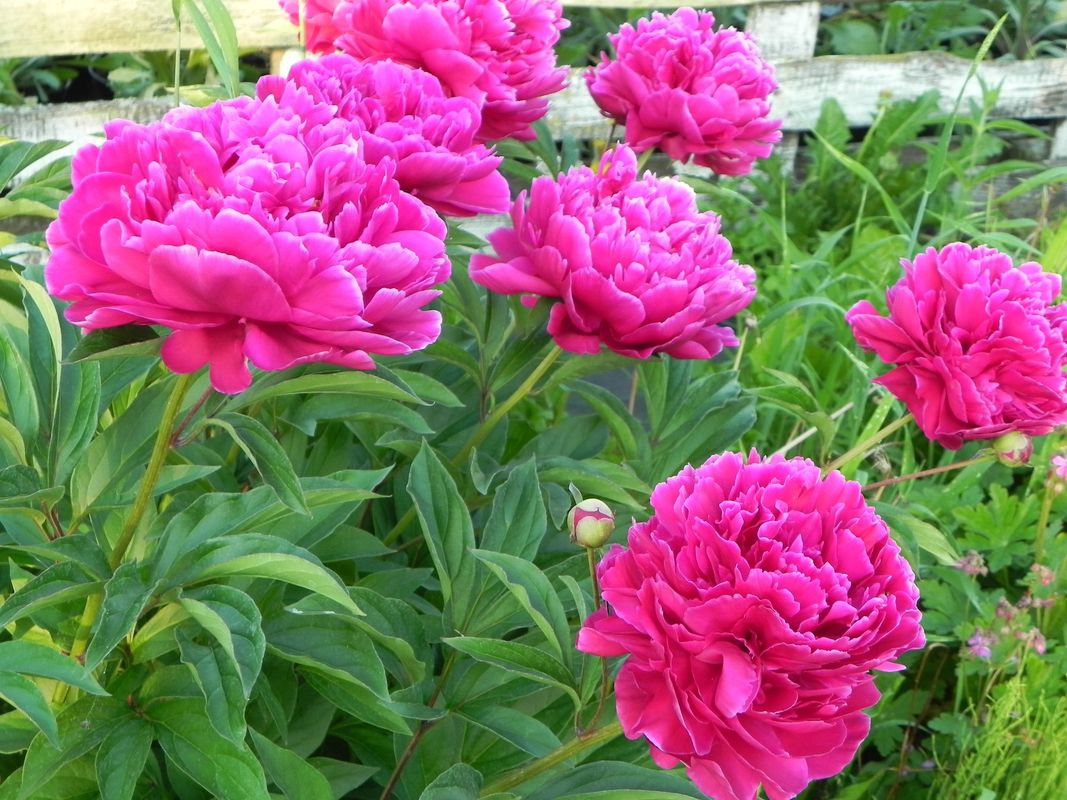 Paeonia lactiflora ‘Karl Rosenfield’