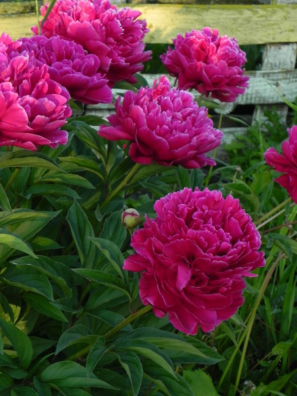 Paeonia lactiflora ‘Karl Rosenfield’