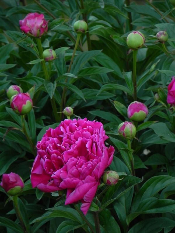 Paeonia lactiflora ‘Karl Rosenfield’