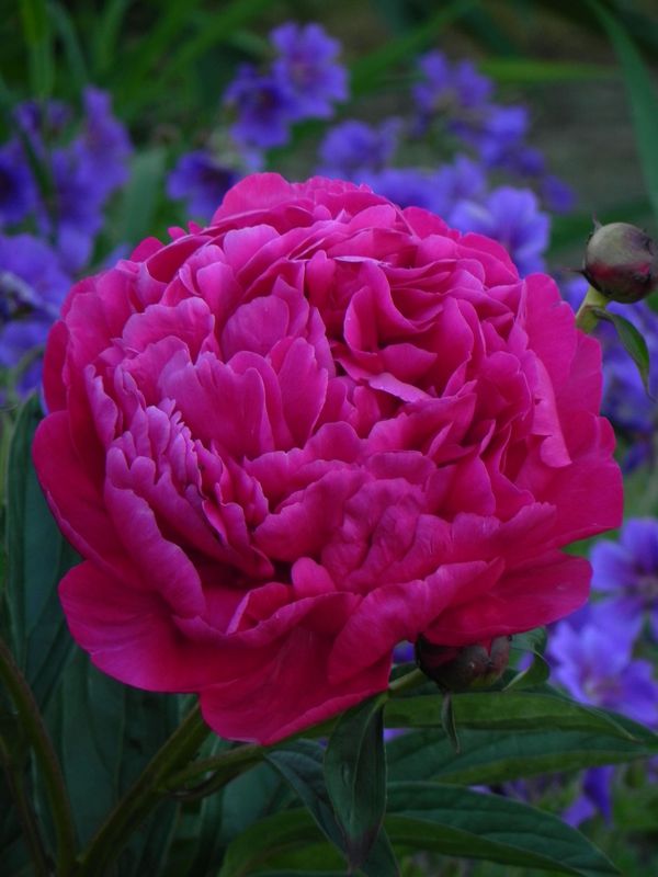 Paeonia lactiflora ‘Karl Rosenfield’