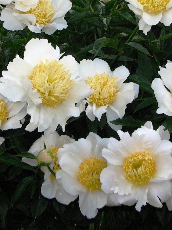 Paeonia lactiflora ‘Moon of Nippon’