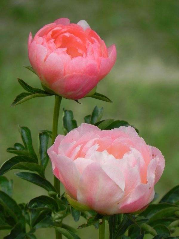 Paeonia lactiflora ‘Coral Sunset’