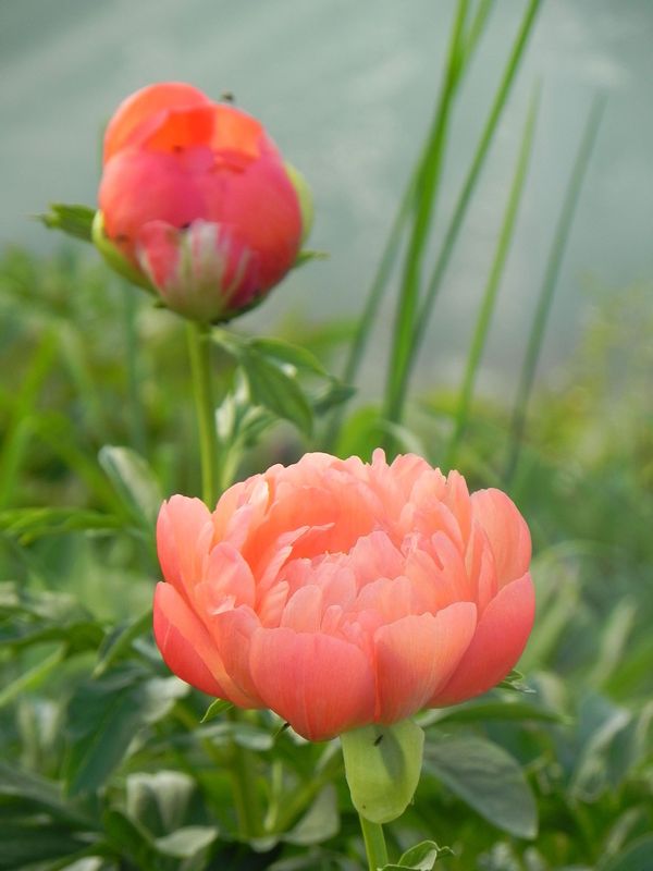 Paeonia lactiflora ‘Coral Sunset’