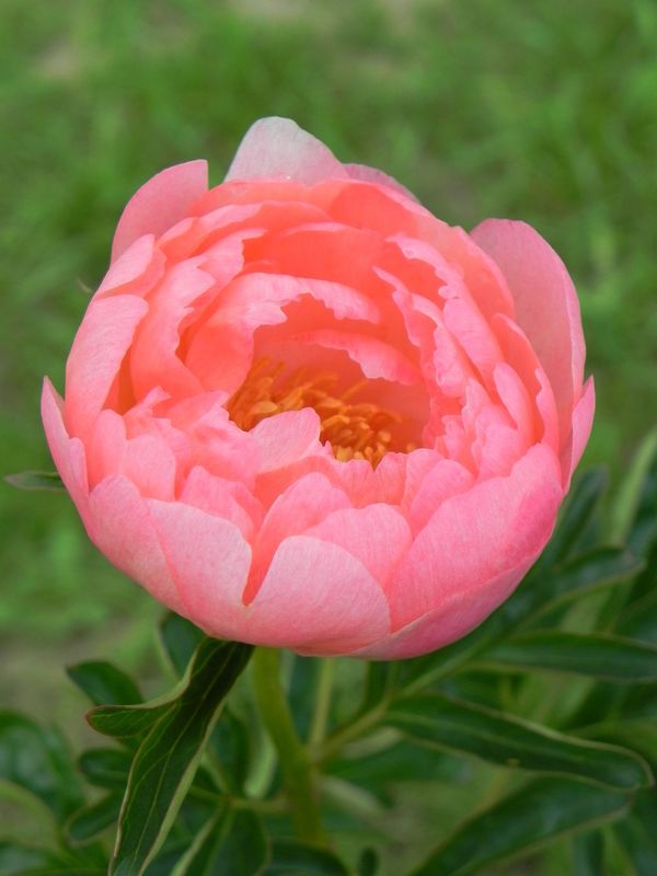 Paeonia lactiflora ‘Coral Sunset’