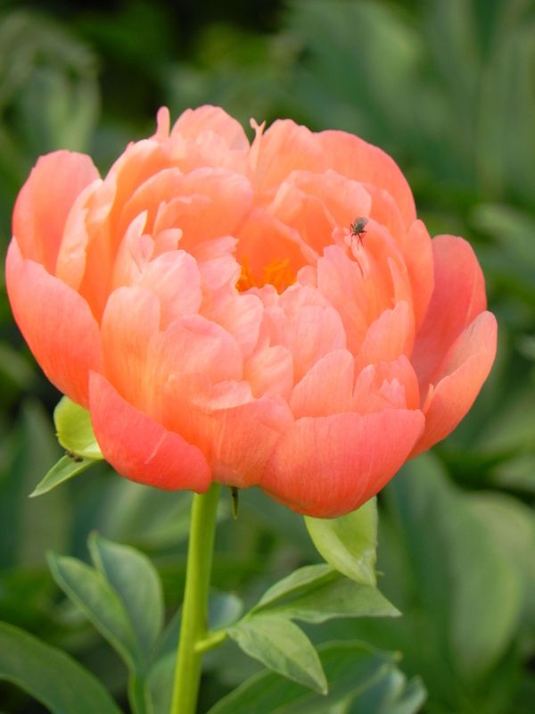 Paeonia lactiflora ‘Coral Sunset’