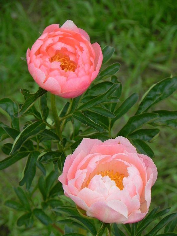 Paeonia lactiflora ‘Coral Sunset’
