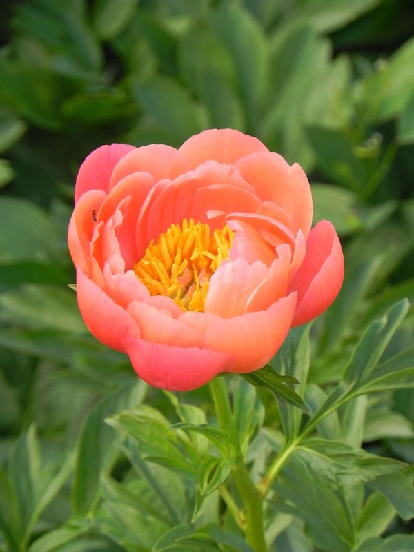 Paeonia lactiflora ‘Coral Sunset’