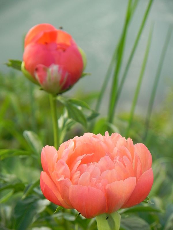 Paeonia lactiflora ‘Coral Sunset’