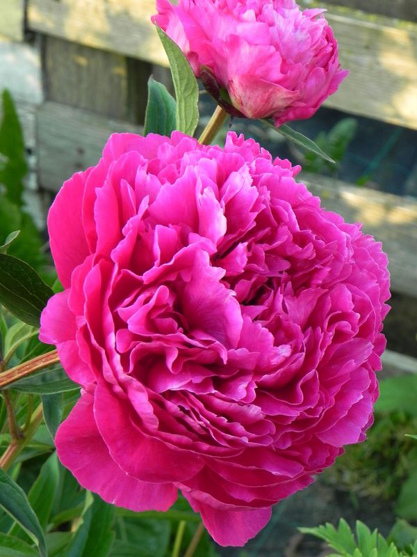 Paeonia lactiflora ‘Kansas’