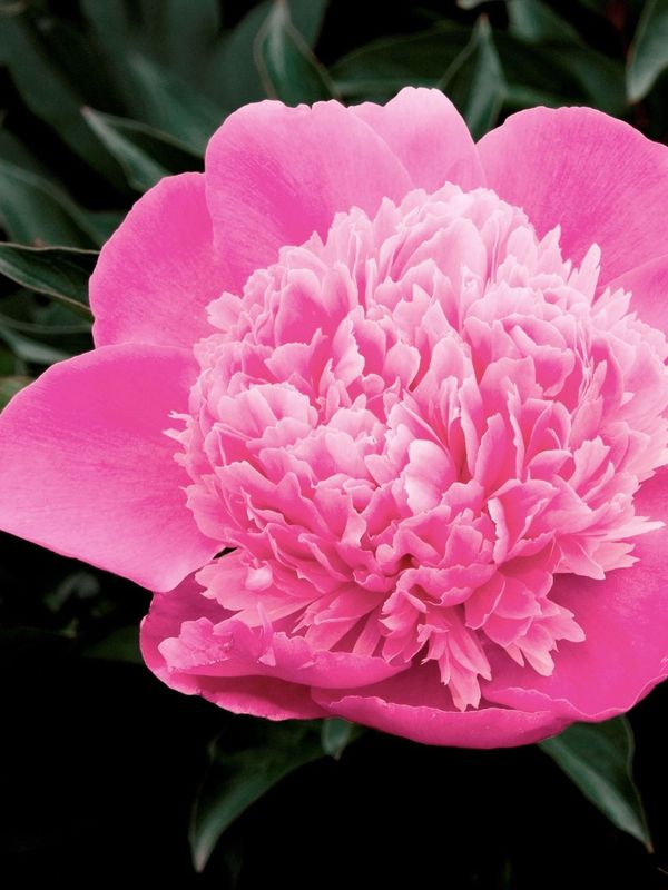 Paeonia lactiflora ‘Mme Emile Debatene’