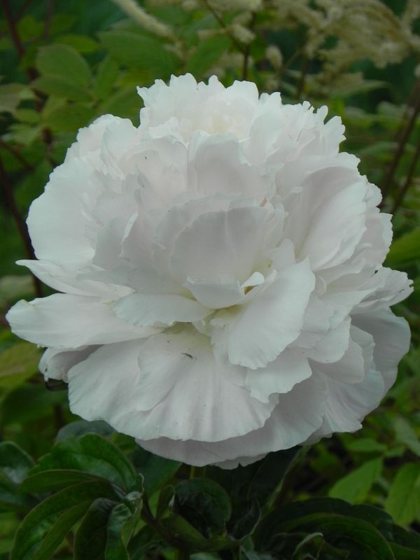 Paeonia lactiflora ‘Shirley Temple’