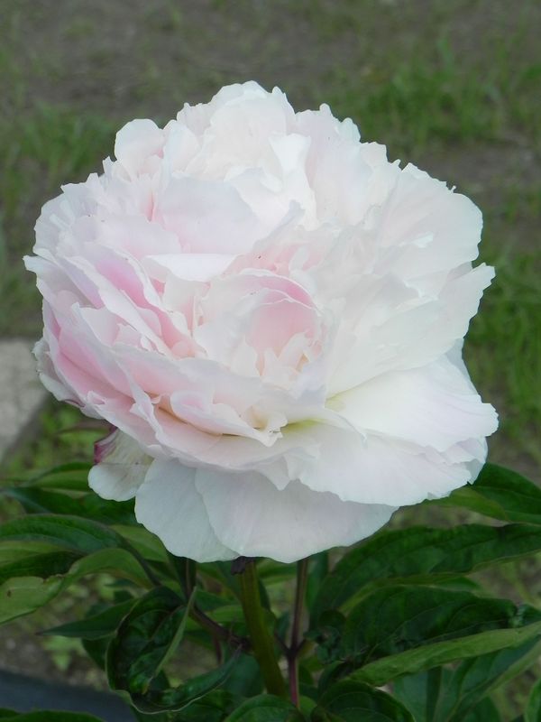 Paeonia lactiflora ‘Shirley Temple’
