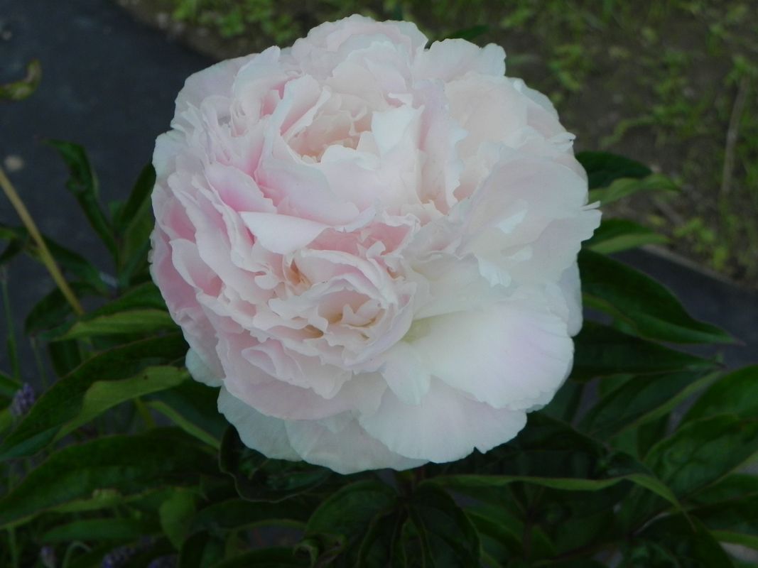 Paeonia lactiflora ‘Shirley Temple’