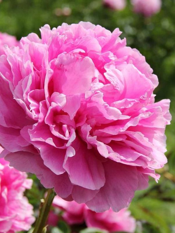 Paeonia lactiflora ‘Alexander Fleming’