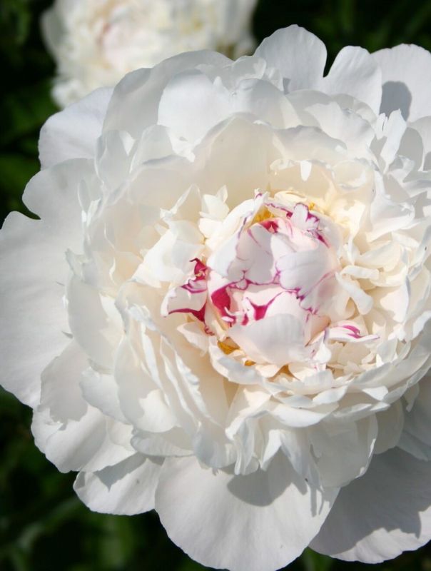 Paeonia lactiflora ‘Festiva Maxima’