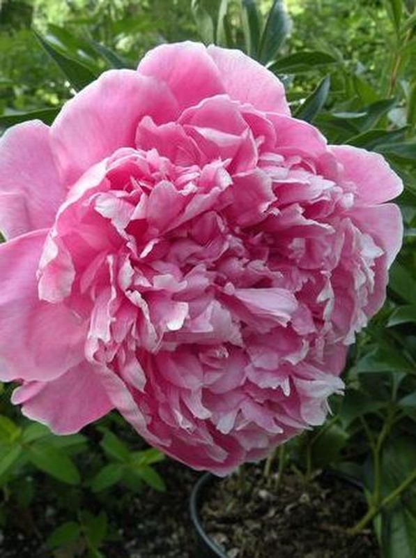 Paeonia lactiflora ‘Koningin Wilhelmina’