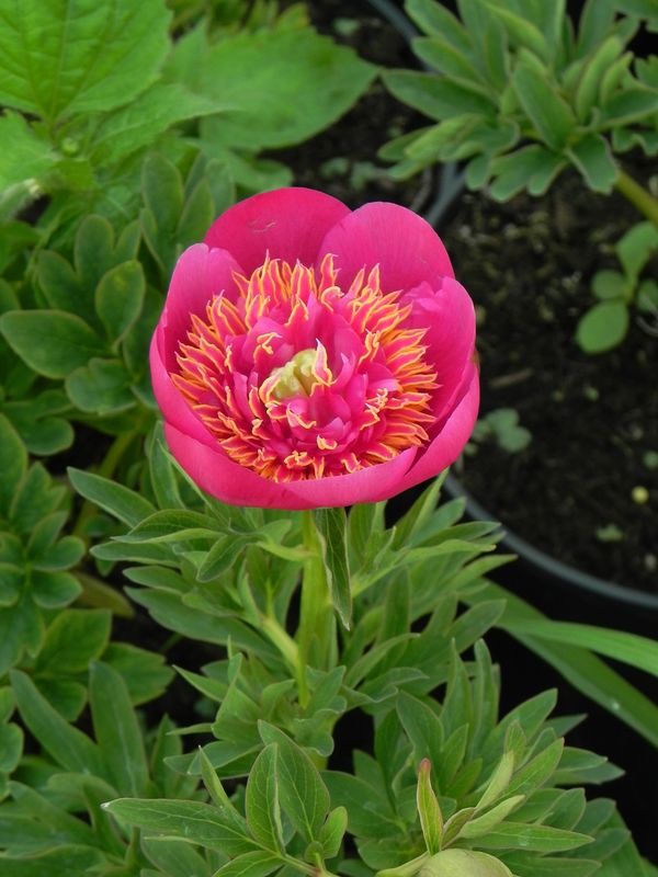 Paeonia lactiflora ‘Neon’