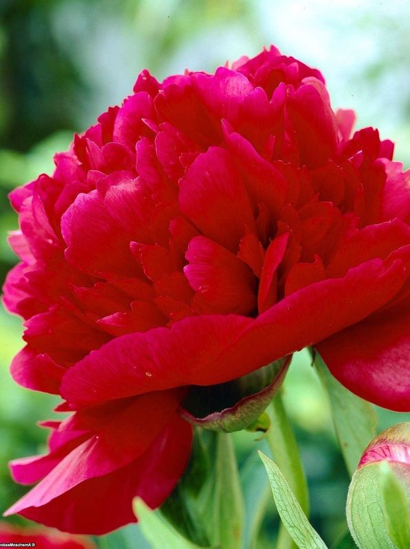 Paeonia lactiflora ‘Red Magic’