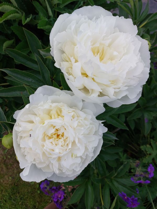 Paeonia lactiflora ‘Duchesse De Nemours’